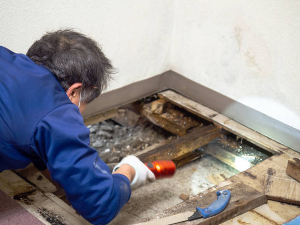 Best Certified Mold Removal  in Jennings, LA