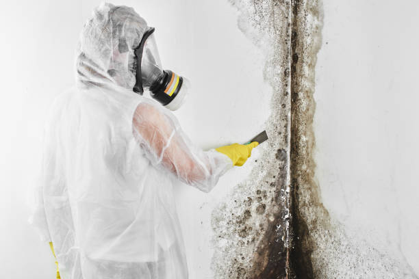 Home Mold Removal in Jennings, LA