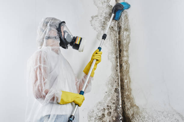 Mold Removal Process in Jennings, LA