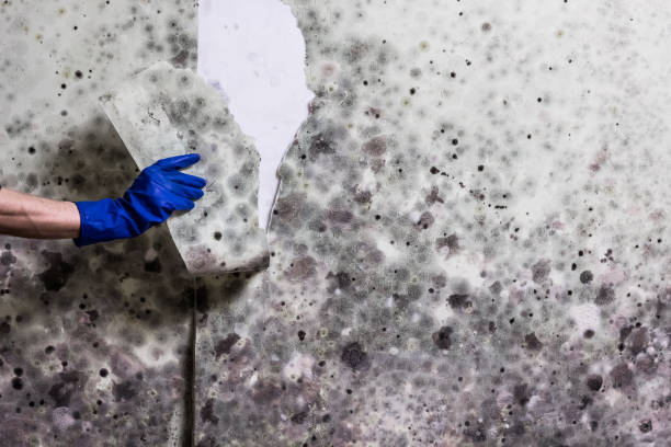 Best Crawl Space Mold Removal  in Jennings, LA