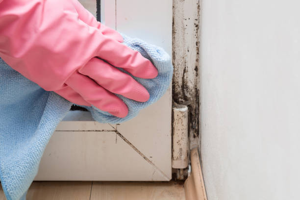 Attic Mold Removal in Jennings, LA