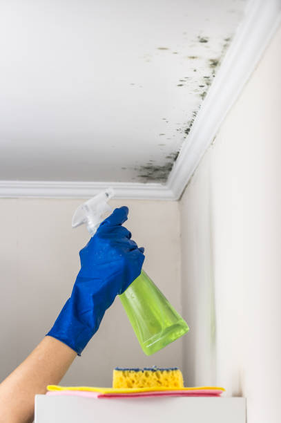 Best Commercial Mold Removal  in Jennings, LA